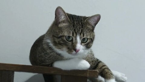 Fluffy Cat Sits on a Chair