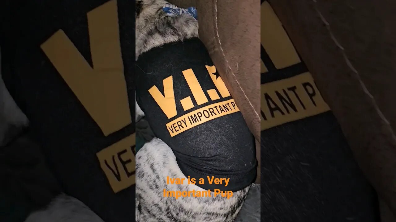 Ivar is a "Very Important Pup"