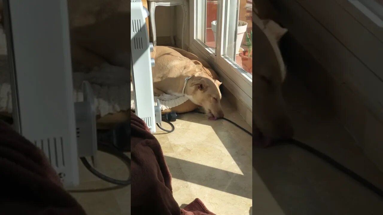Dog licking the floor in her sleep