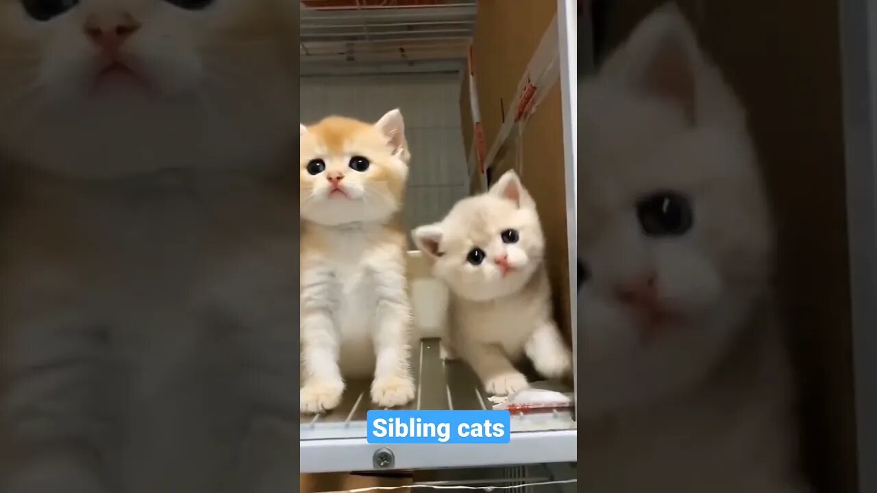 sibling cats kucing bersaudara #short