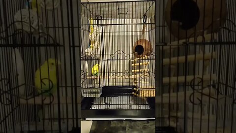 new toys for my Parakeet #parakeet #pets #adorable