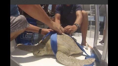 Sick green sea turtle sent back to sea