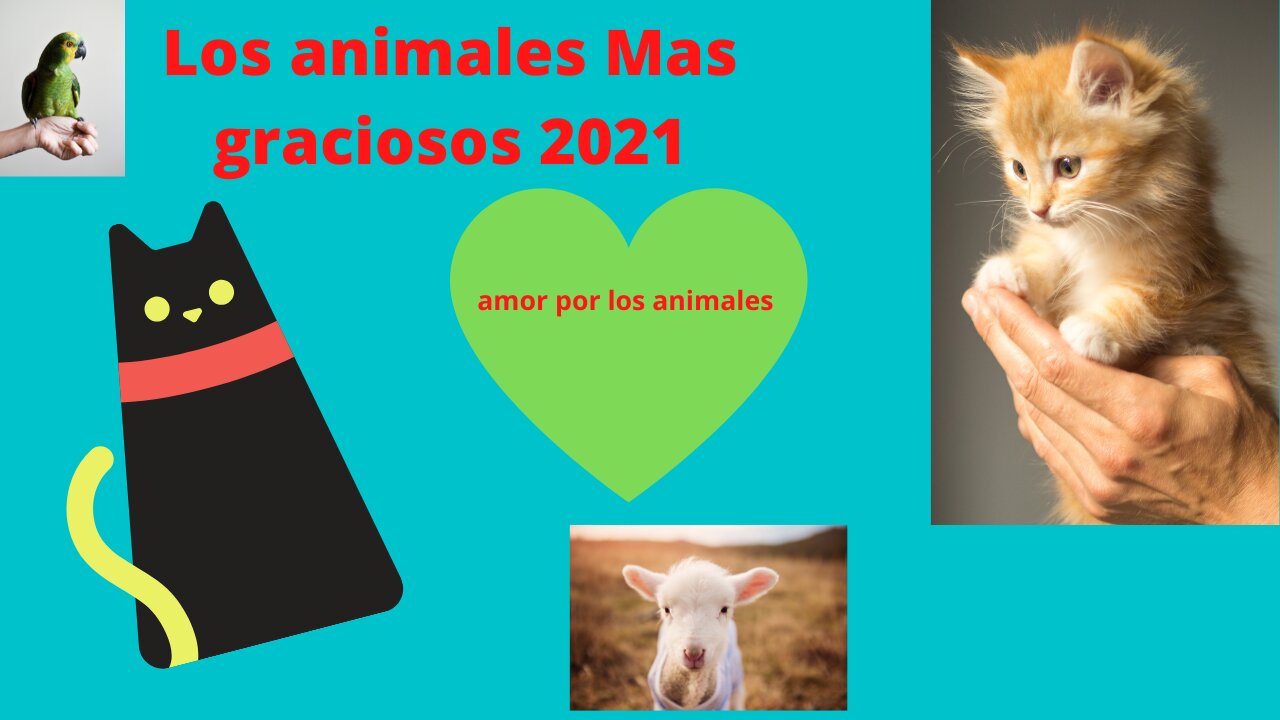 videos de animales graciosos 2021_videos de risa