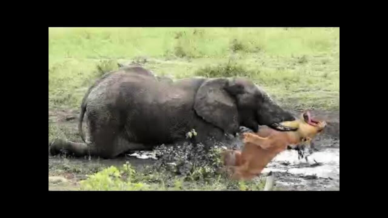 Lion Vs Elephant : Who Is the Boss