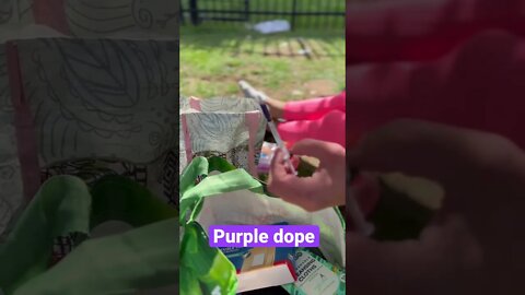 Trigger Warning Purple Dope