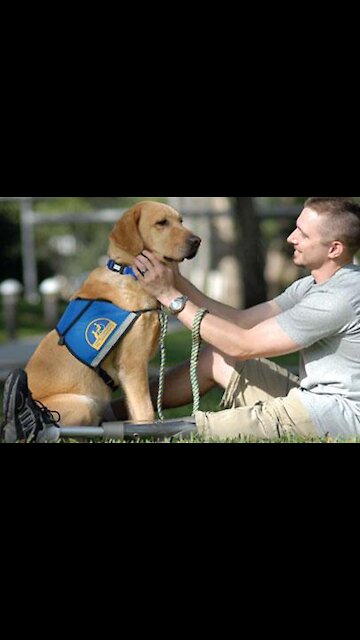 Goldens are the best dogs