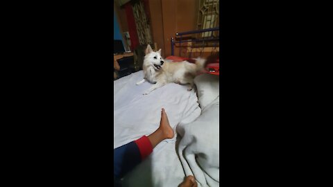 Adorable Candy scratches bed to show his happiness