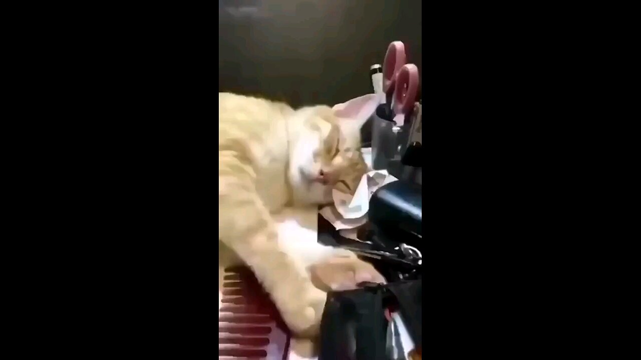 funny and cute cats 🤣 🐈