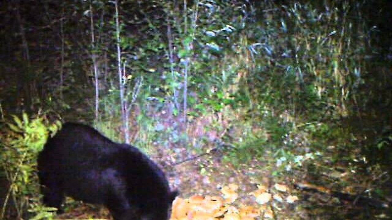 Bear eating pastries at bear bait