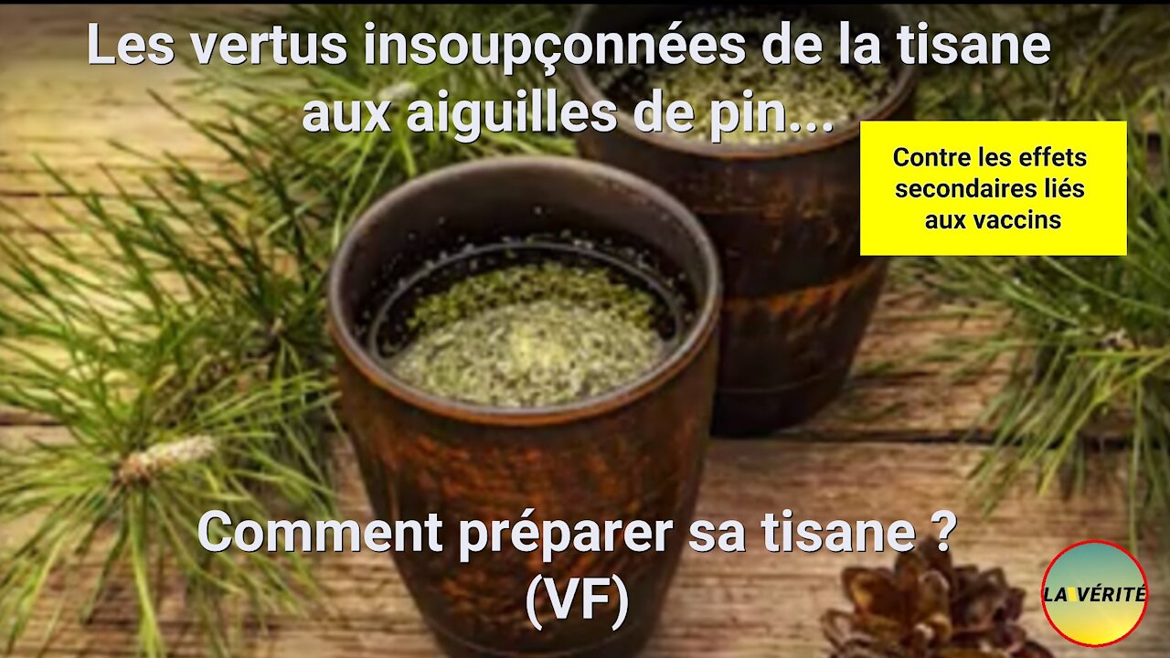 La Tisane aux aiguilles de pin