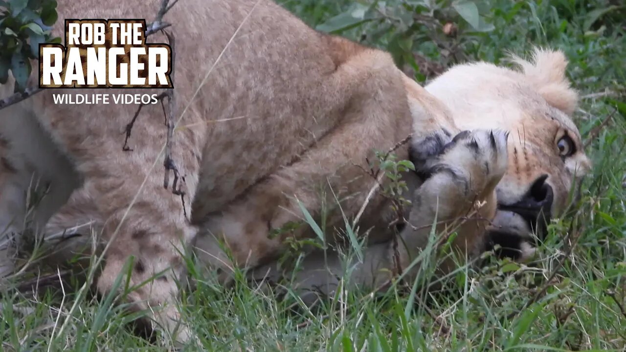 The Famous Marsh Lion pride | Maasai Mara Safari | Zebra Plains