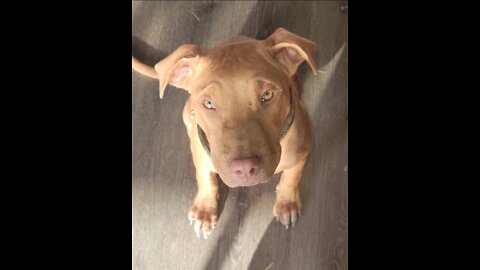 Red nose pitbull puppies