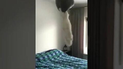 Cat Hanging From Ceiling Lamp Shade #funnypetvideos #pets