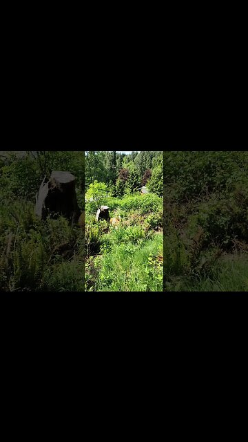 It's time for our goats to earn their keep. #homesteading #goats