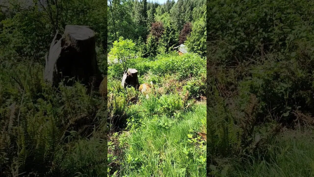 It's time for our goats to earn their keep. #homesteading #goats