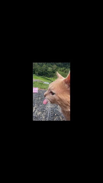 Sid the cat goes crazy for cat nip. Watch with sound on!