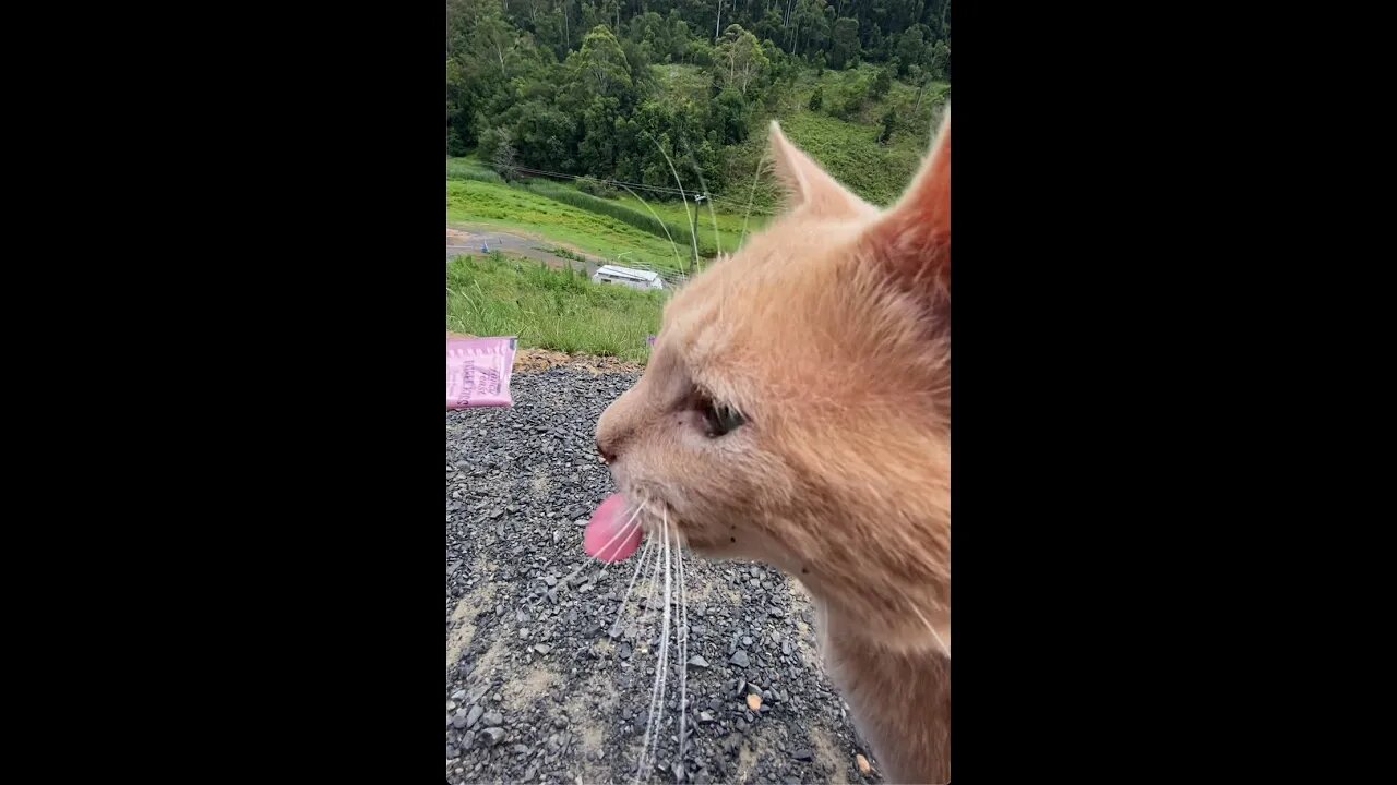 Sid the cat goes crazy for cat nip. Watch with sound on!