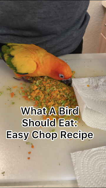 What your bird should eat each day: