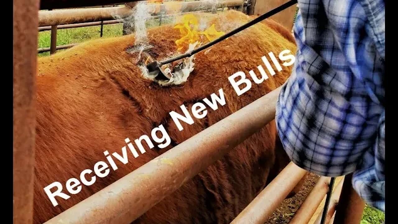 Bull Reception on the Ranch | What We Do When Welcoming New Bulls (In the Chute - Round 121)