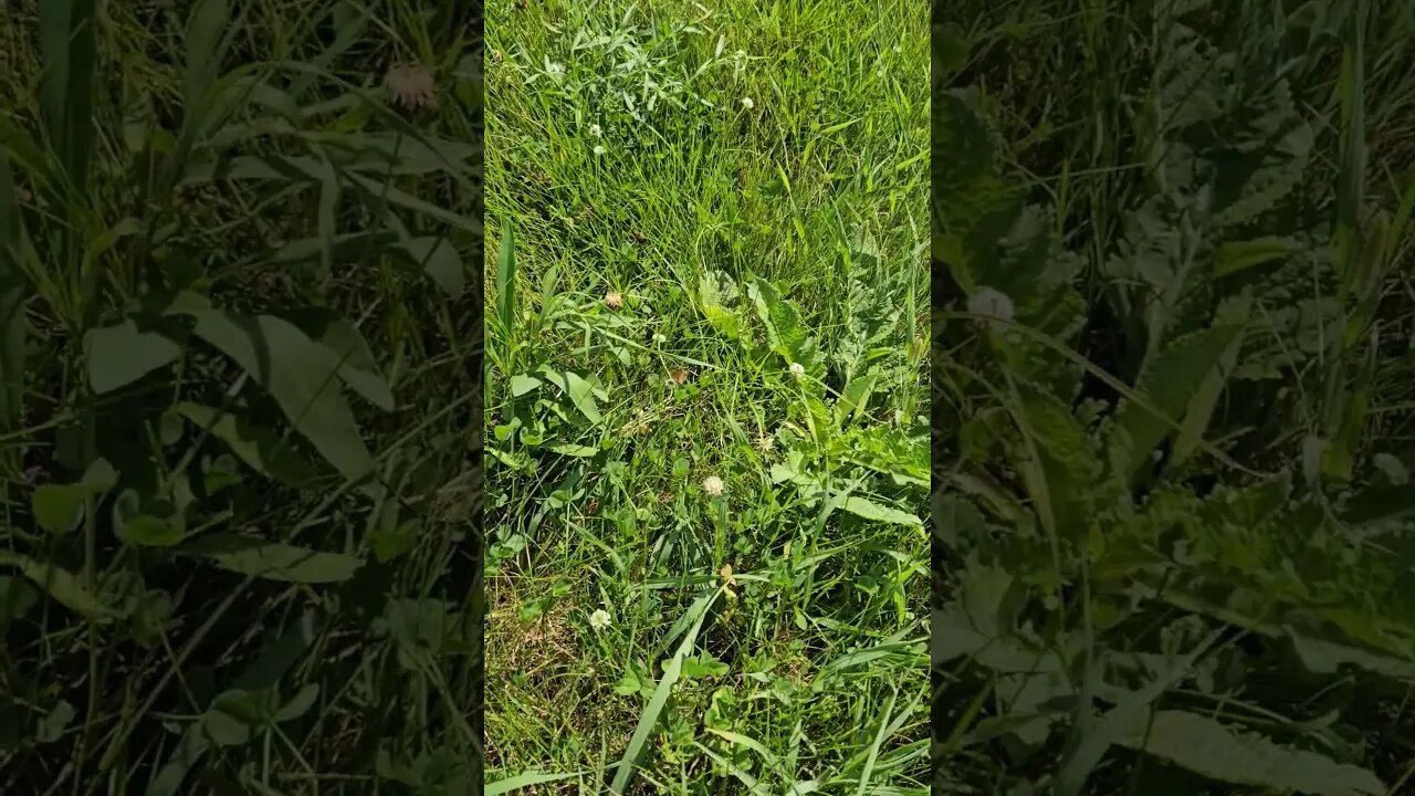 Wildlife around the Farm 🚜 series, Butterflies flying in pairs