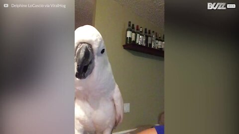 Cacatua innamorato dice 'Ti amo' alla padrona