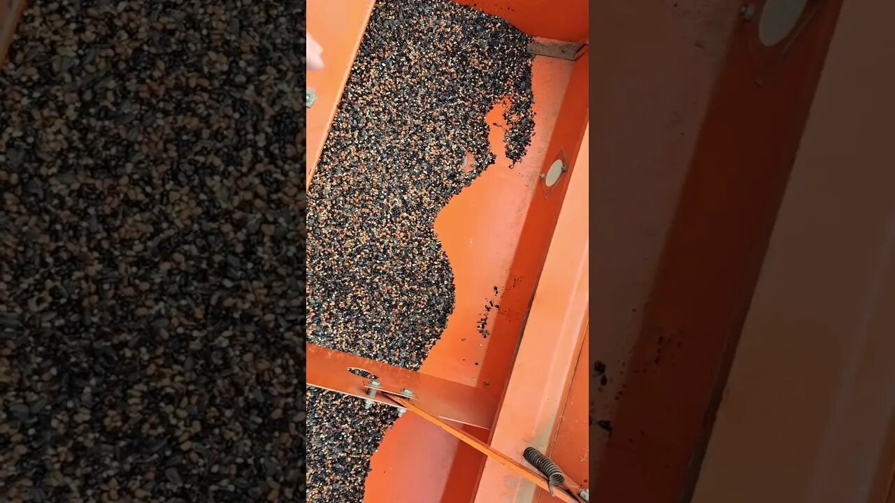 Inoculating Seeds With Compost Extract