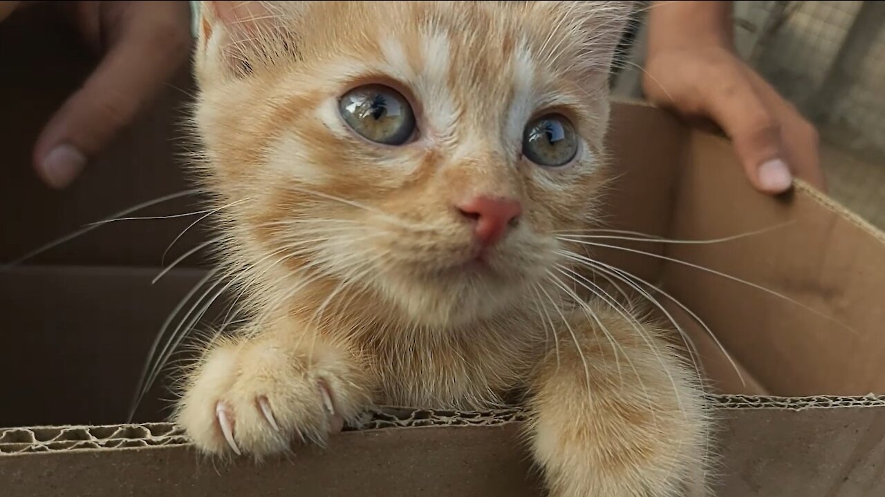 Cute Kitten Meowing For Help In The Paper Box