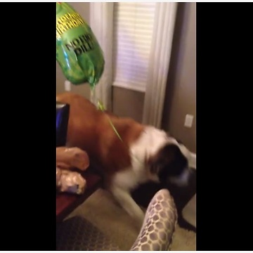 Saint Bernard Gets Excited Over A Balloon