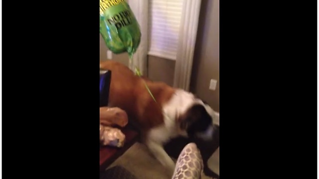 Saint Bernard Gets Excited Over A Balloon