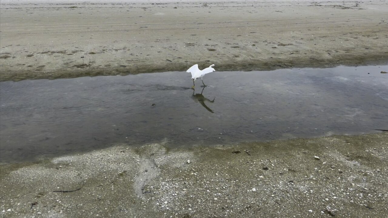 Snowy Egret In Paradise- 8/27/2021- 4K