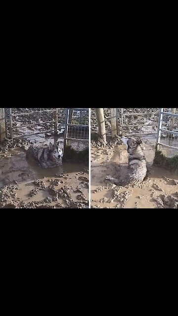 Husky Malamute goes nuts in giant mud puddle