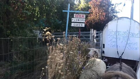 Mobile Farmstand Patrons Stationary Farmstand