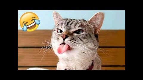 Funny animal video, funny cat video, kittens