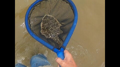 flounder and redfish