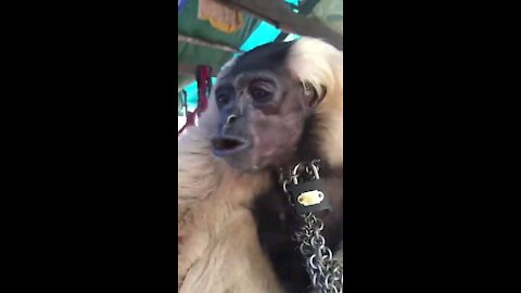 Animal funny videos entertainment