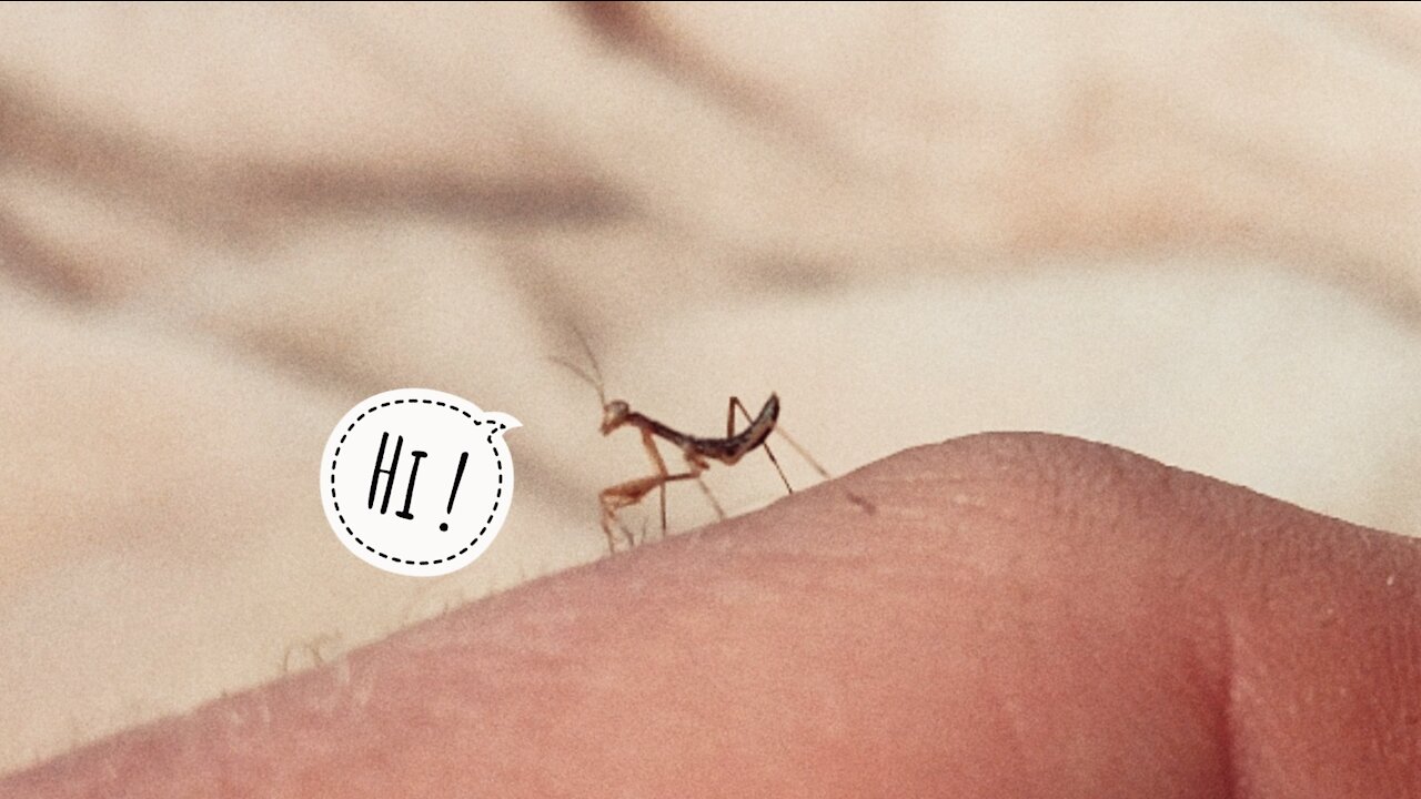 3-days old praying mantis