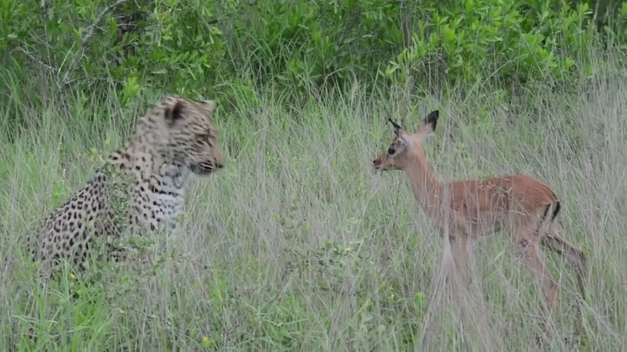 Incredible footage of leopard behaviour during impala kill - Sabi Sand Game Reserve, South69 7
