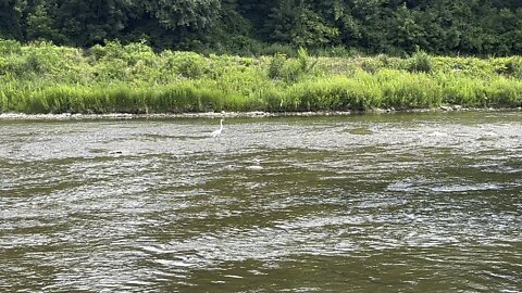 White Egret once more