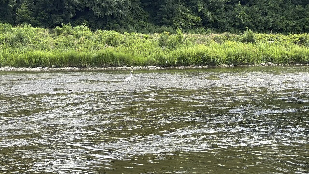 White Egret once more