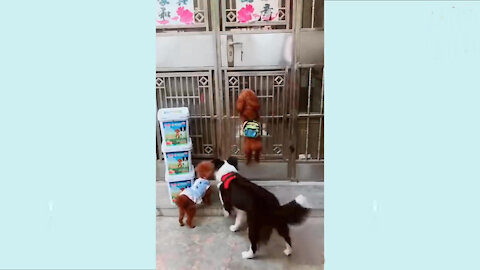 Smart and funny dogs