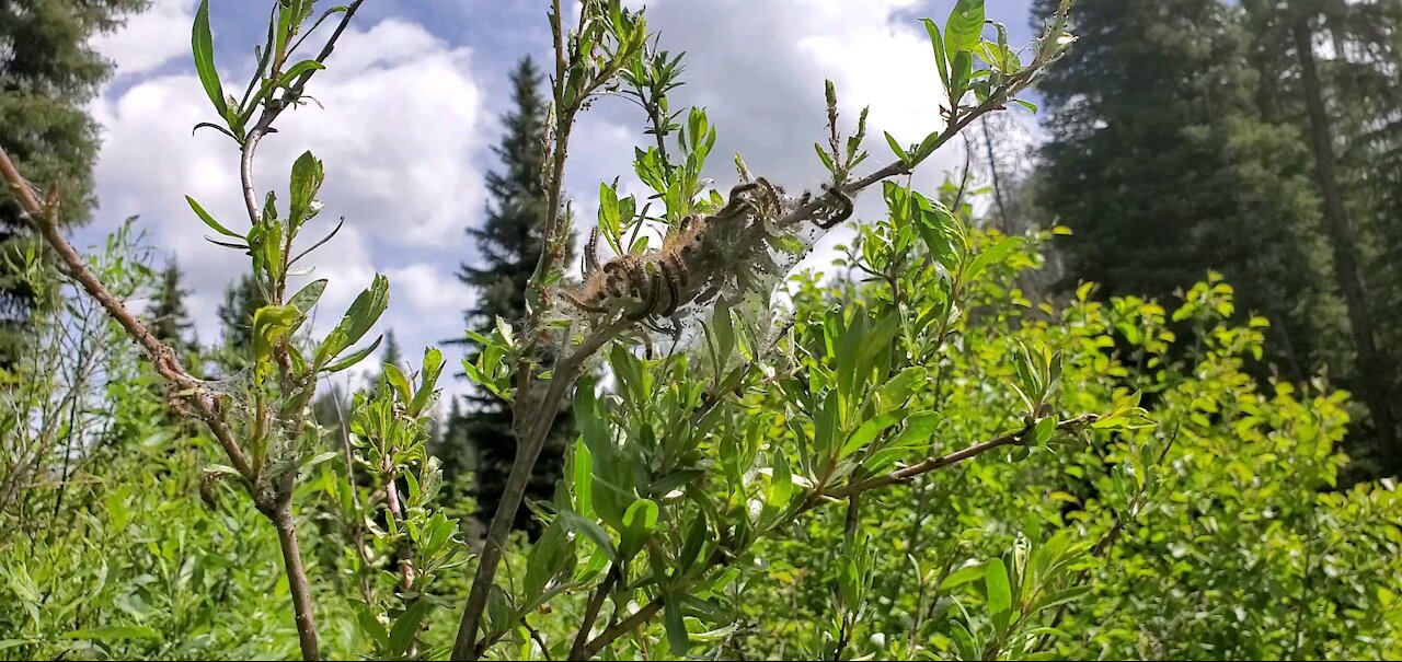 Caterpillars in idaho