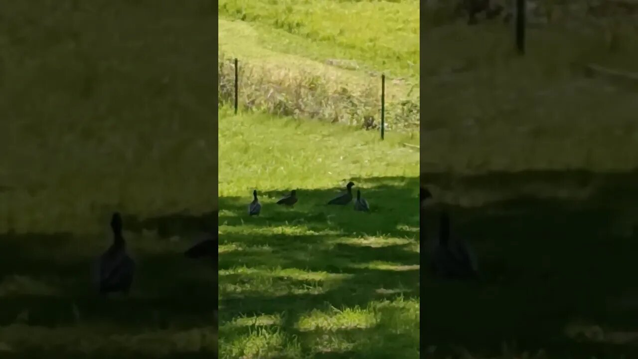 Ducks also visit their loved ones at Mt Lofty Cemetery #shorts