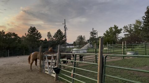 Legend rounded up the Mares this Morning for Some Reason