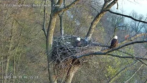 Hays Eagles Nest Tree Inspection 4.10.23 6:55am