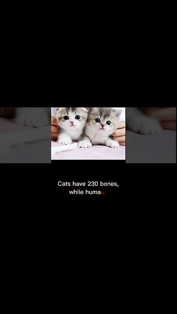 Cats have 230 bones #cats #persian #cutecat