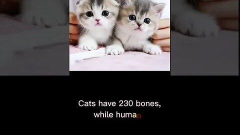 Cats have 230 bones #cats #persian #cutecat