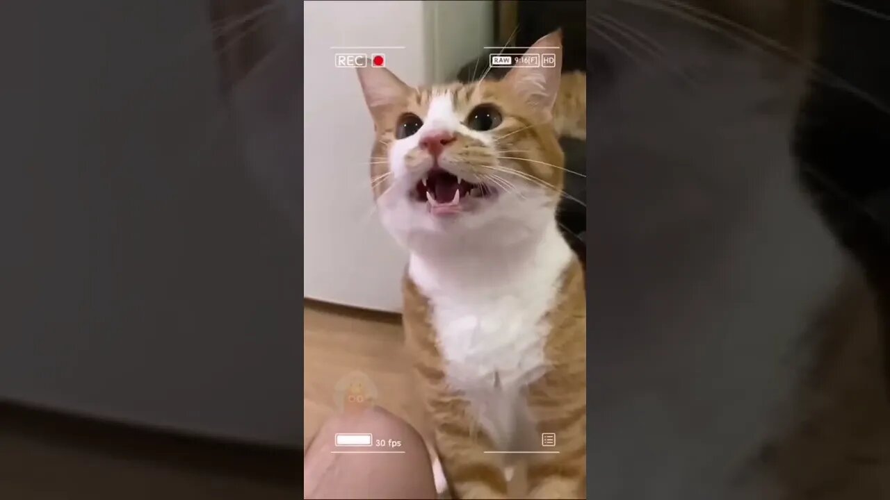 funny cat
