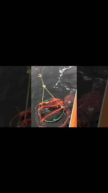 Todays Catch Caught us! LOOK at the size of this Octopus!! (Subscribe)