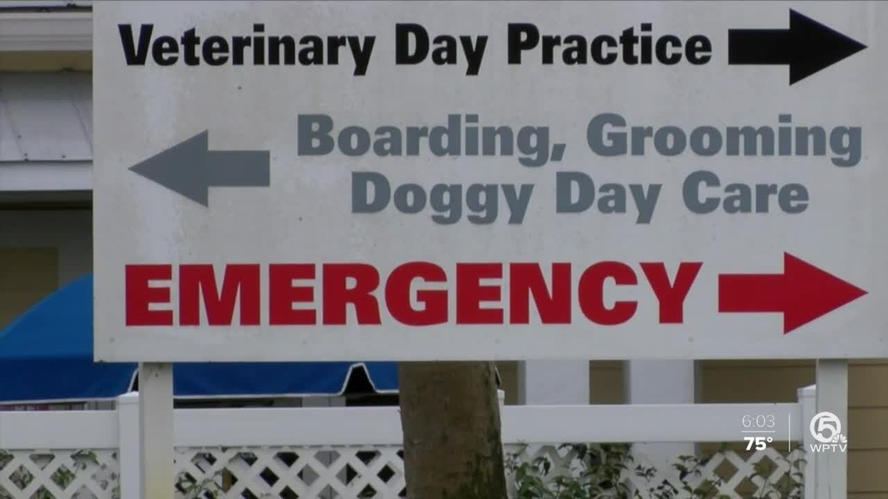 Veterinarian arrested for DUI after dog's botched surgery