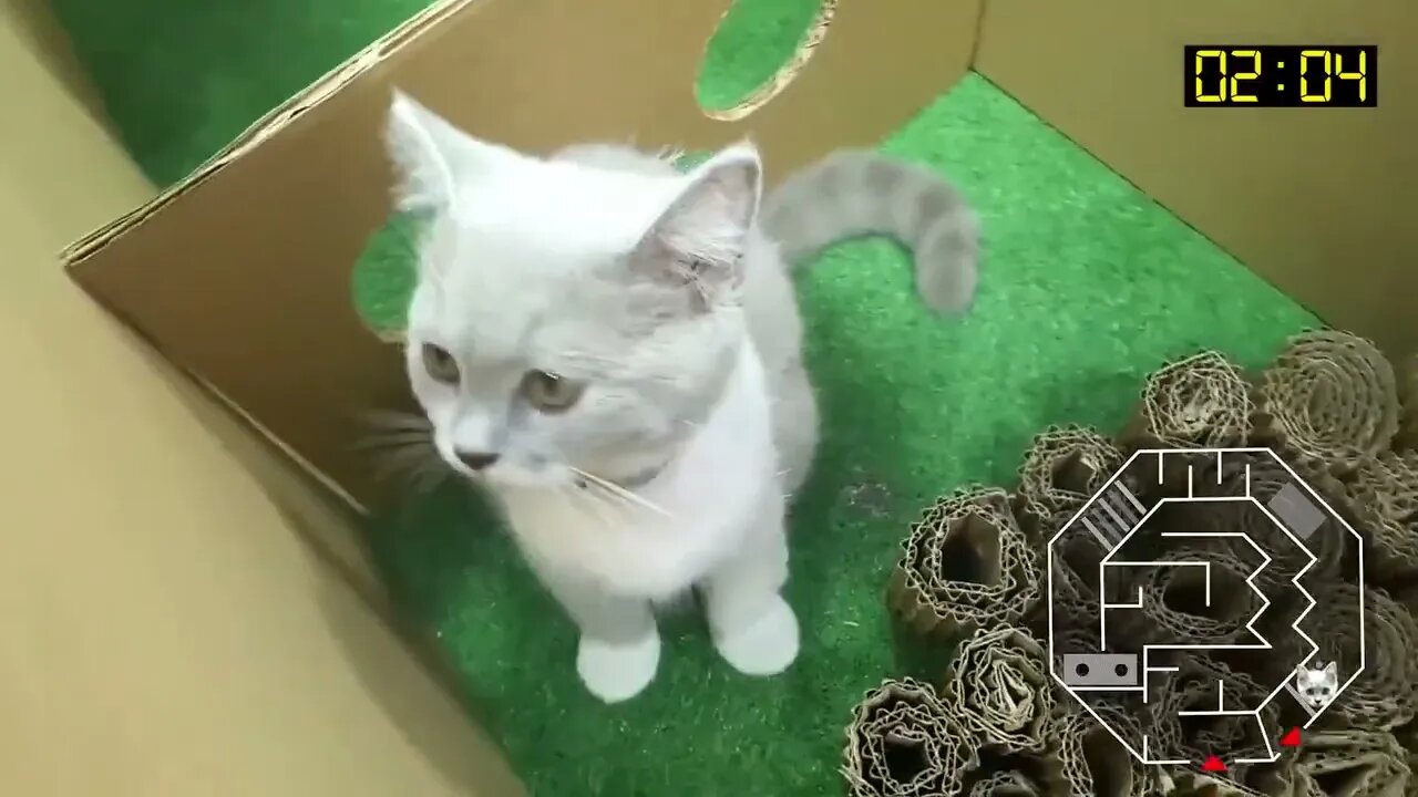 Cat Kitten ๐ Hamster ๐น vs Rabbit๐ Who is the BEST? Battle in the GAINT Maze with Life of Pets Hamham